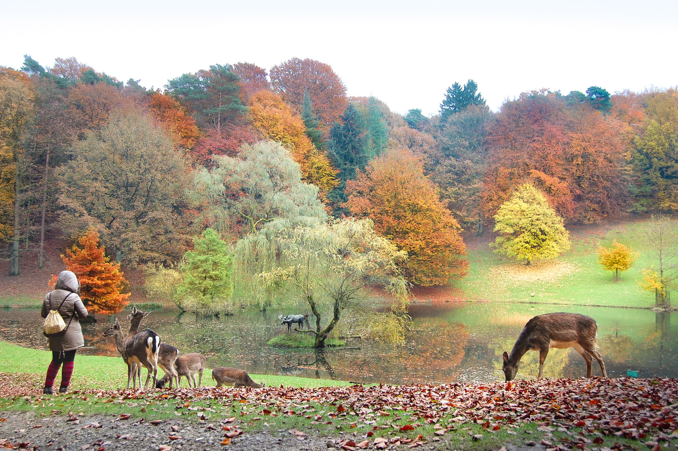 Herbstliche Laubfärbung im Wildpark Schwarze Berge im Süden Hamburgs