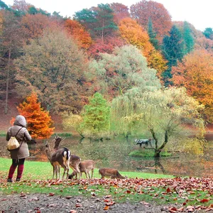 Herbstliche Laubfärbung im Wildpark Schwarze Berge im Süden Hamburgs