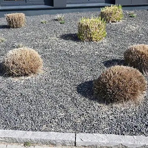 Für Insekten, Vögel und das Mikroklima wertlos: Ein grauer Schottergarten mit gestutzten Ziergräsern. 