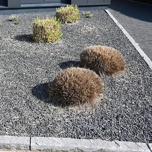 Für Insekten, Vögel und das Mikroklima wertlos: Ein grauer Schottergarten mit gestutzten Ziergräsern. 