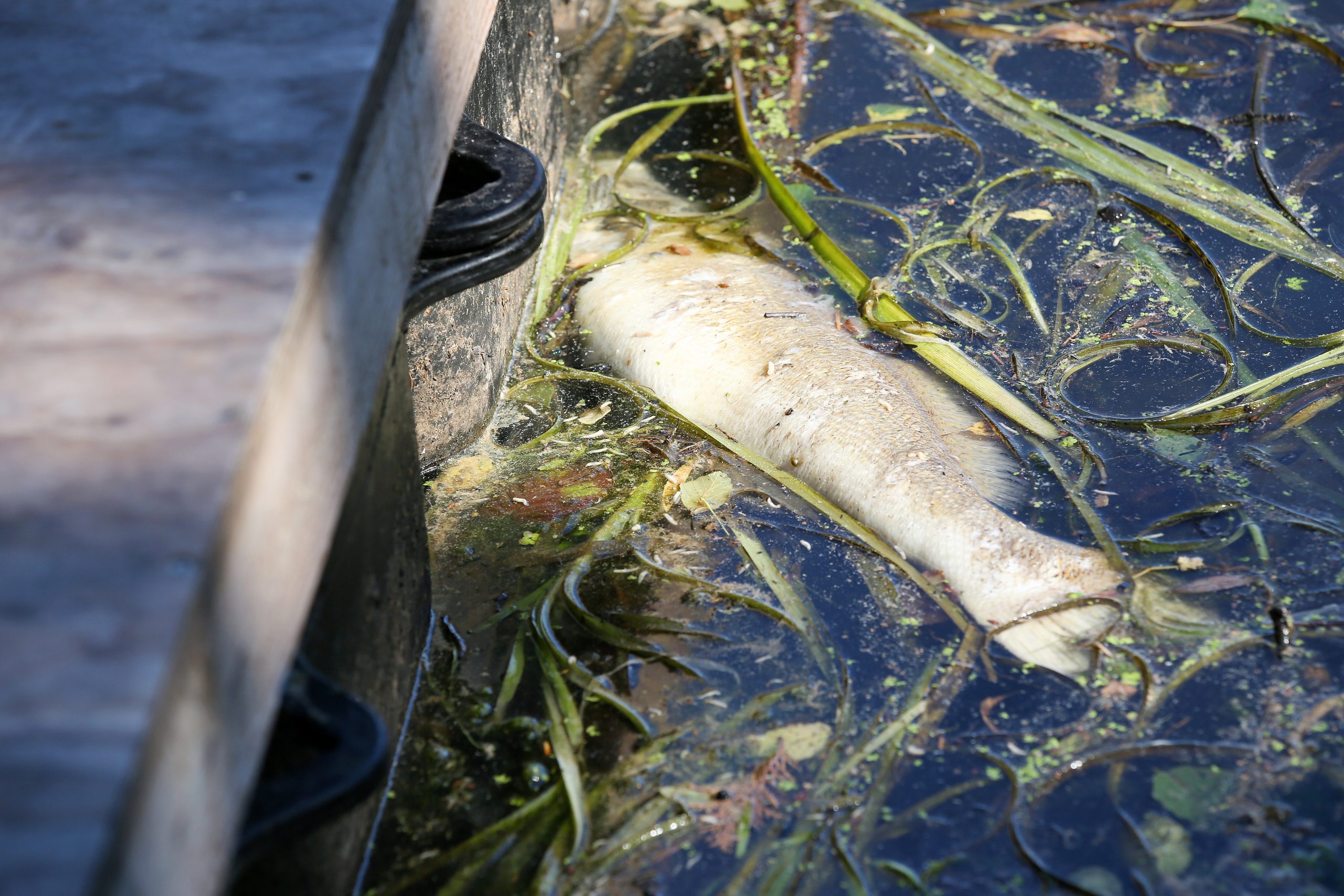 Umweltverbände schlagen Alarm: Aufgrund von Sauerstoffmangel wurden die ersten toten Fische gemeldet. (Symbolbild)