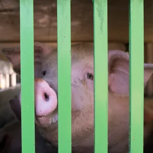 Schweinetransporter