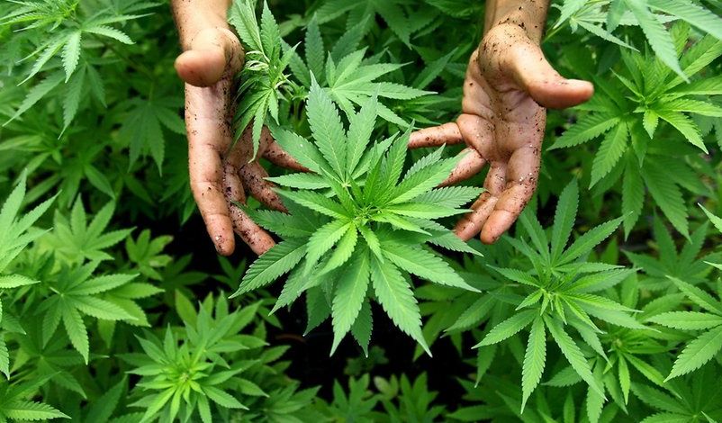Cannabis-Pflanzen (Symbolbild)