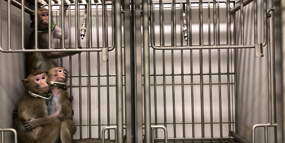 Affen in Käfig