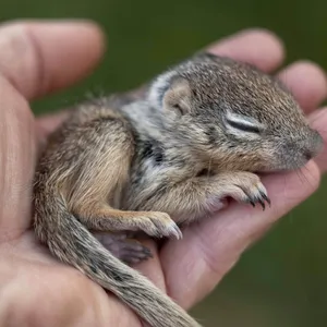 Eichhörnchenbaby