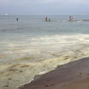 Kieferpollen auf der Ostsee