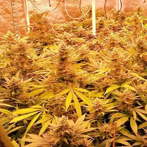Eine Marihuana-Plantage (Symbolbild).