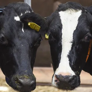 Zwei Holstein-Kühe