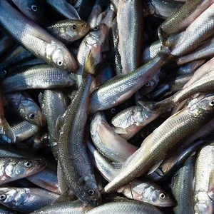 Elbe Stinte Fische