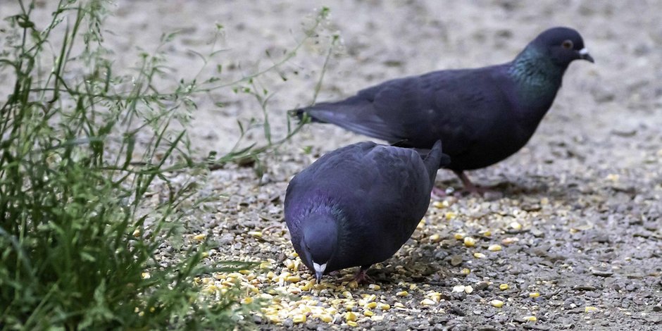 In Hamburg sind täglich hunderte Tauben auf der Suche nach Nahrung – am liebsten an Bahnhöfen.
