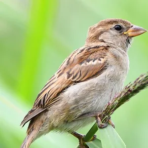 Ein Spatz hat es sich auf einem Strohhalm gemütlich gemacht. In Hamburg stehen die Vögel mittlerweile auf der Liste der gefährdeten Arten.