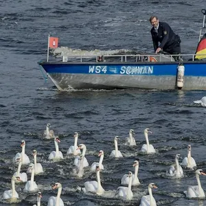 Schwäne kommen jetzt endlich auf die Alster