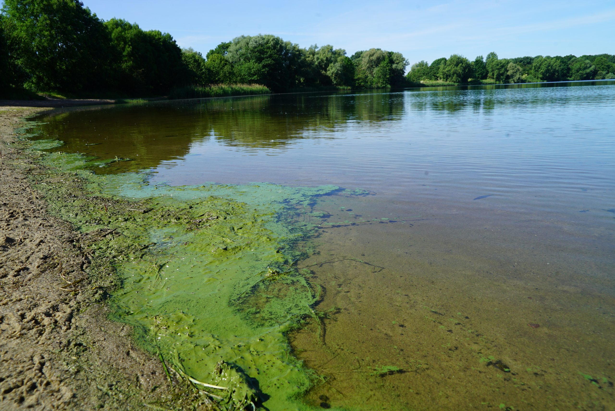 Der Eichbaumsee kämpft mit giftigen Blaualgen (Archivbild).