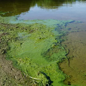 Der Eichbaumsee kämpft mit giftigen Blaualgen (Archivbild).
