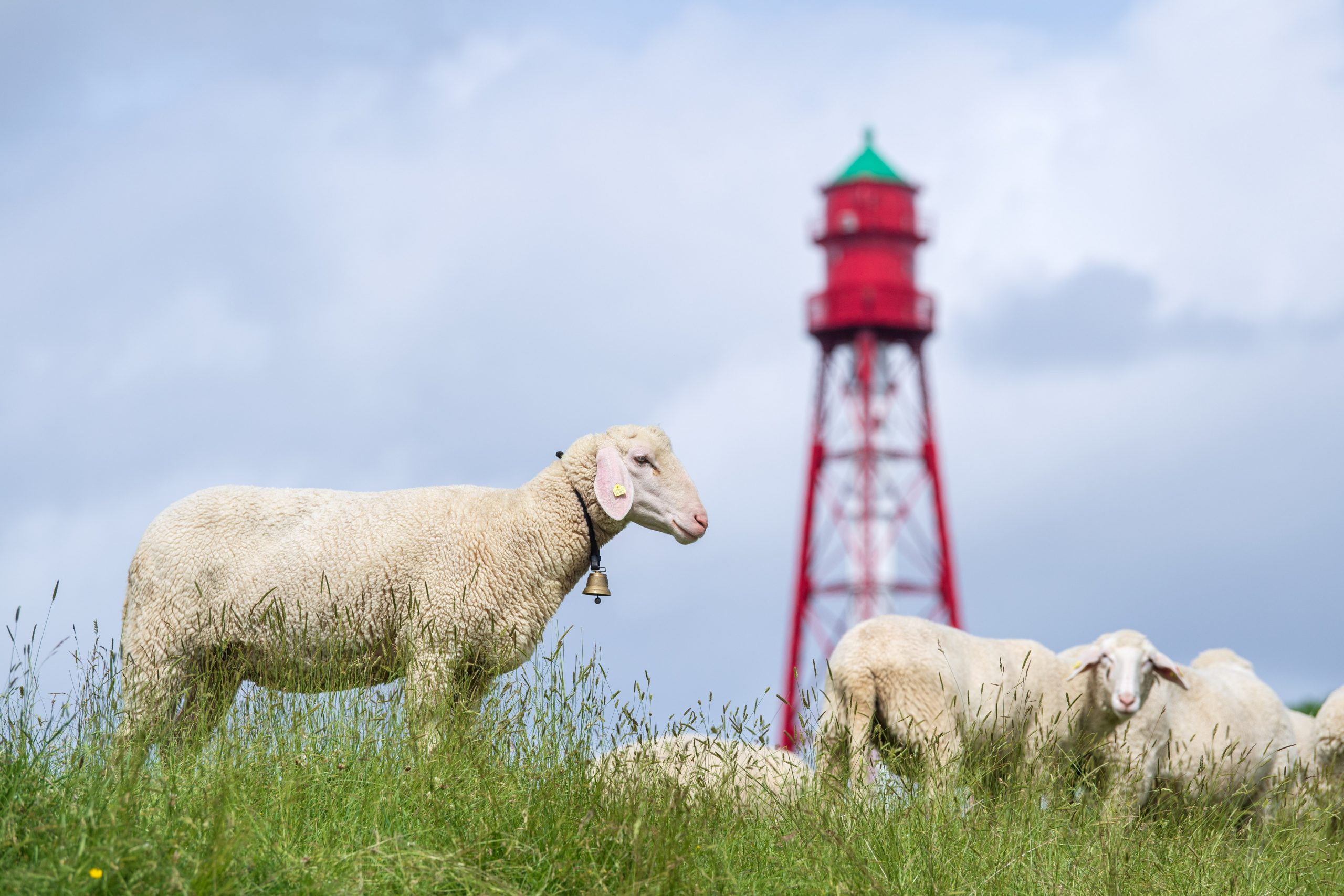 Niedersachsen, Campen: Schafe grasen vor dem Campener Leuchtturm an der Ostfriesischen Küste.