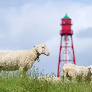Niedersachsen, Campen: Schafe grasen vor dem Campener Leuchtturm an der Ostfriesischen Küste.