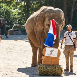 Die Elefantenkuh Yashoda zieht die französische Trikolore aus einem Weidenkorb.