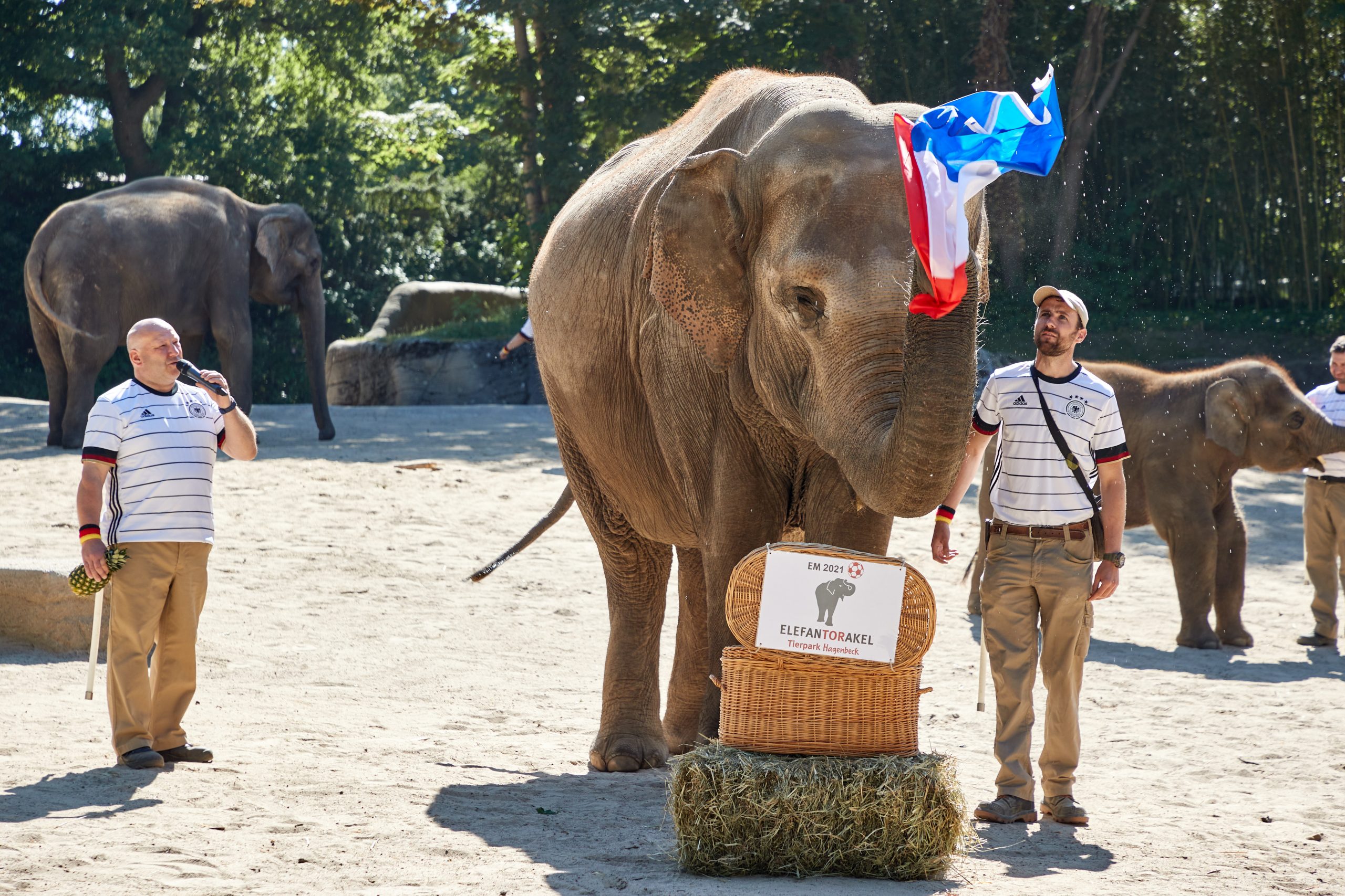 Elefantenkuh Yashoda sagt EM-Sieg für Frankreich voraus.