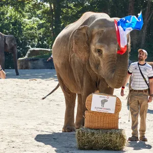 Elefantenkuh Yashoda sagt EM-Sieg für Frankreich voraus.