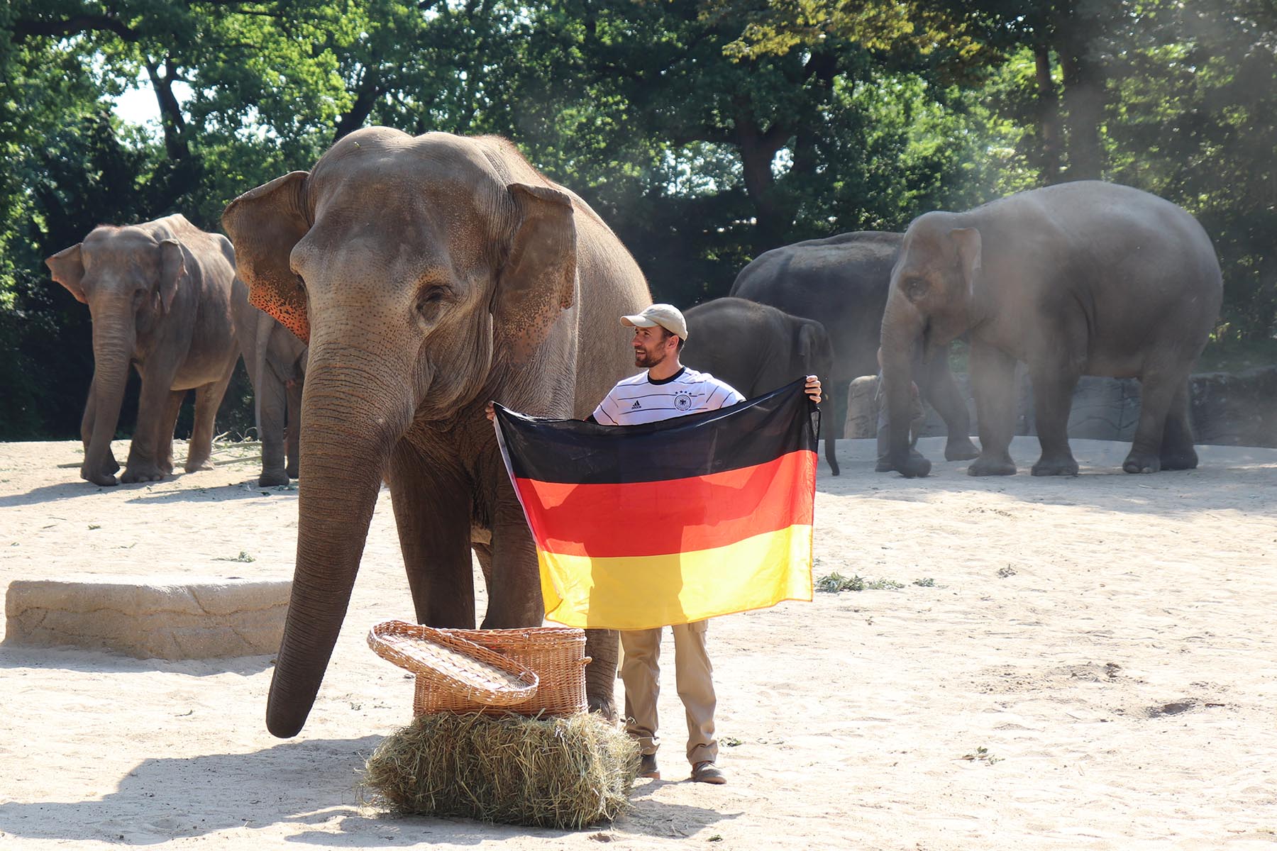 Hamburg: Die Elefantendame Yashoda ist in diesem Jahr das „ElefanTORakel“ für die Spiele der deutschen Nationalmannschaft bei der EM.