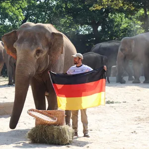 Hamburg: Die Elefantendame Yashoda ist in diesem Jahr das „ElefanTORakel“ für die Spiele der deutschen Nationalmannschaft bei der EM.
