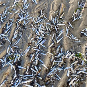 Tote Heringe vor Sankt Peter-Ording