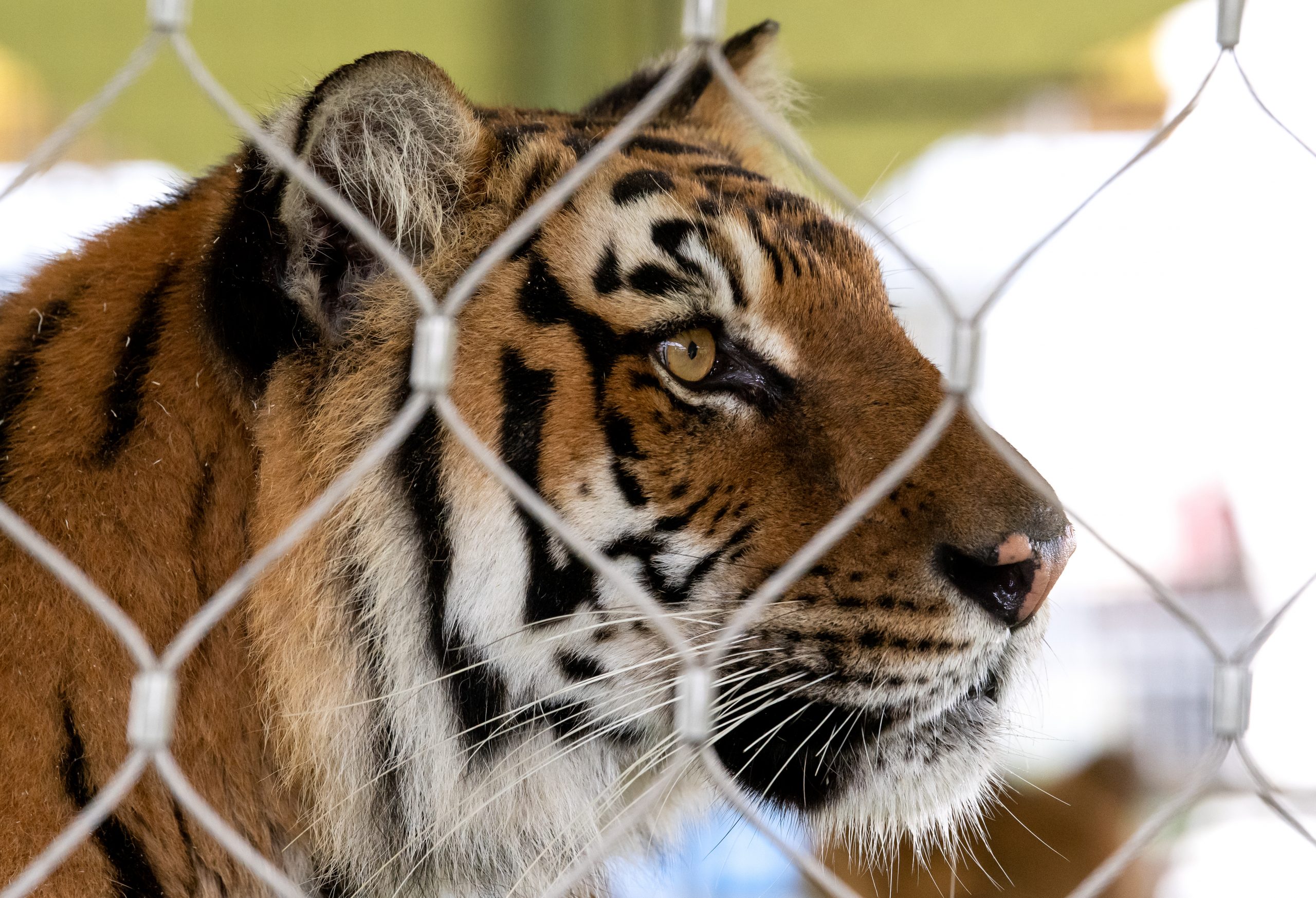 Ein Tiger sitzt auf dem Gelände der Circus Krone Farm in seinem Gehege.