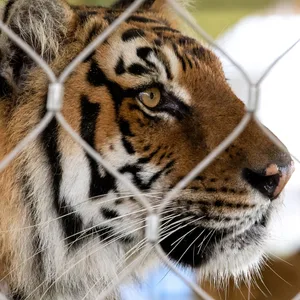 Ein Tiger in einem Gehege (Symbolbild).
