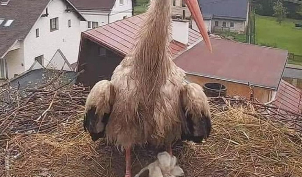 Storch mit seinem Nachwuchs