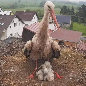 Storch mit seinem Nachwuchs