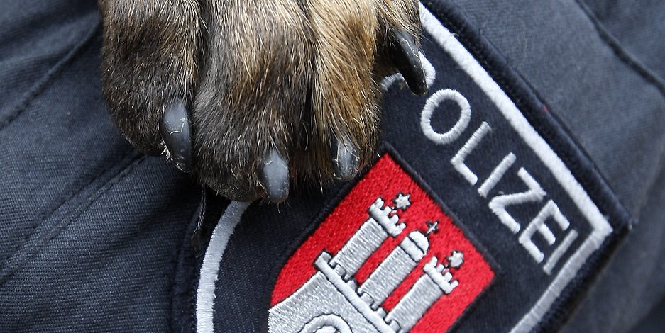 Ein Polizeihund legt seine Pfote auf das Abzeichen an einer Polizei-Uniform.