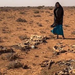 Eine Somalische Hirtin mit verendeten Ziegen. Unter ihr ausgetrockneter Boden mit grau aussehenden Pflanzenbüscheln. Der Klimawandel beraubt wohl Millionen Menschen ihrer Lebensgrundlage.