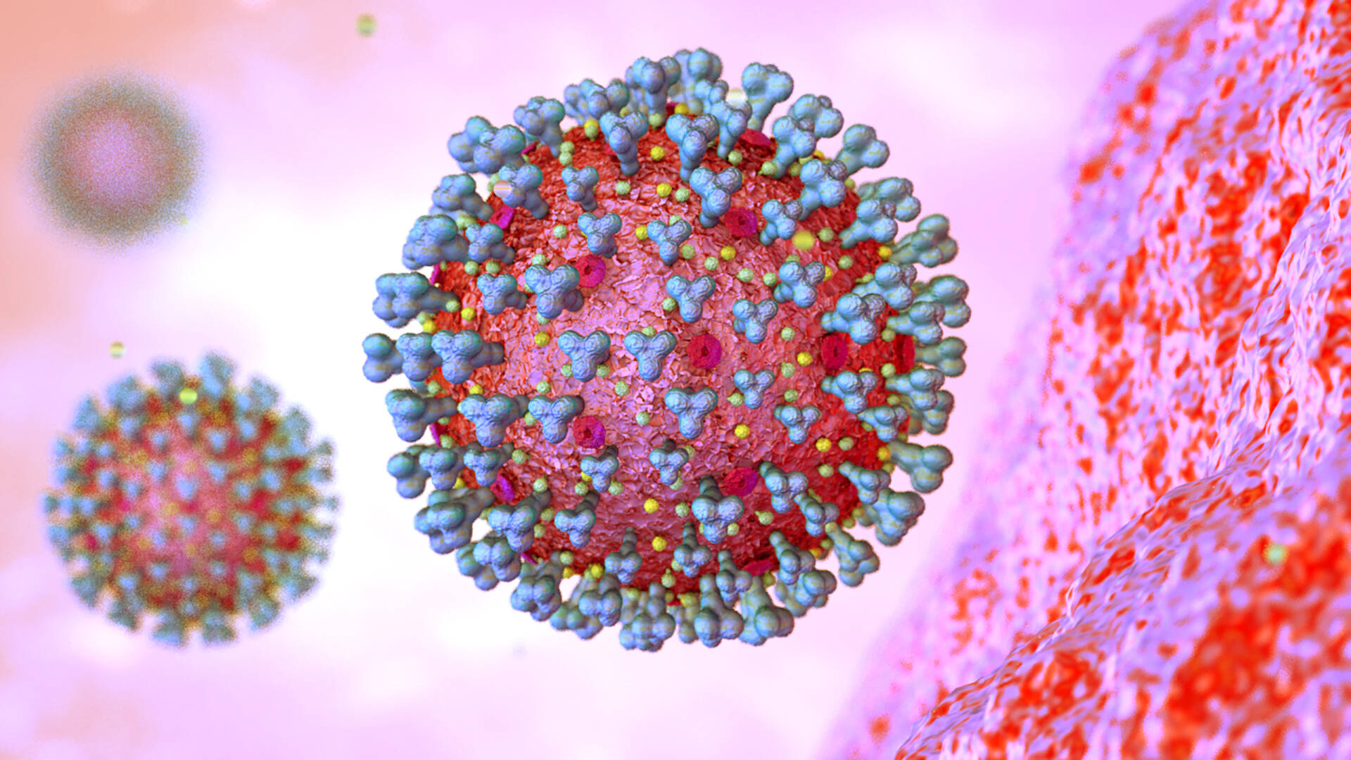 Das Corona-Virus unter dem Mikroskop (Symbolbild).