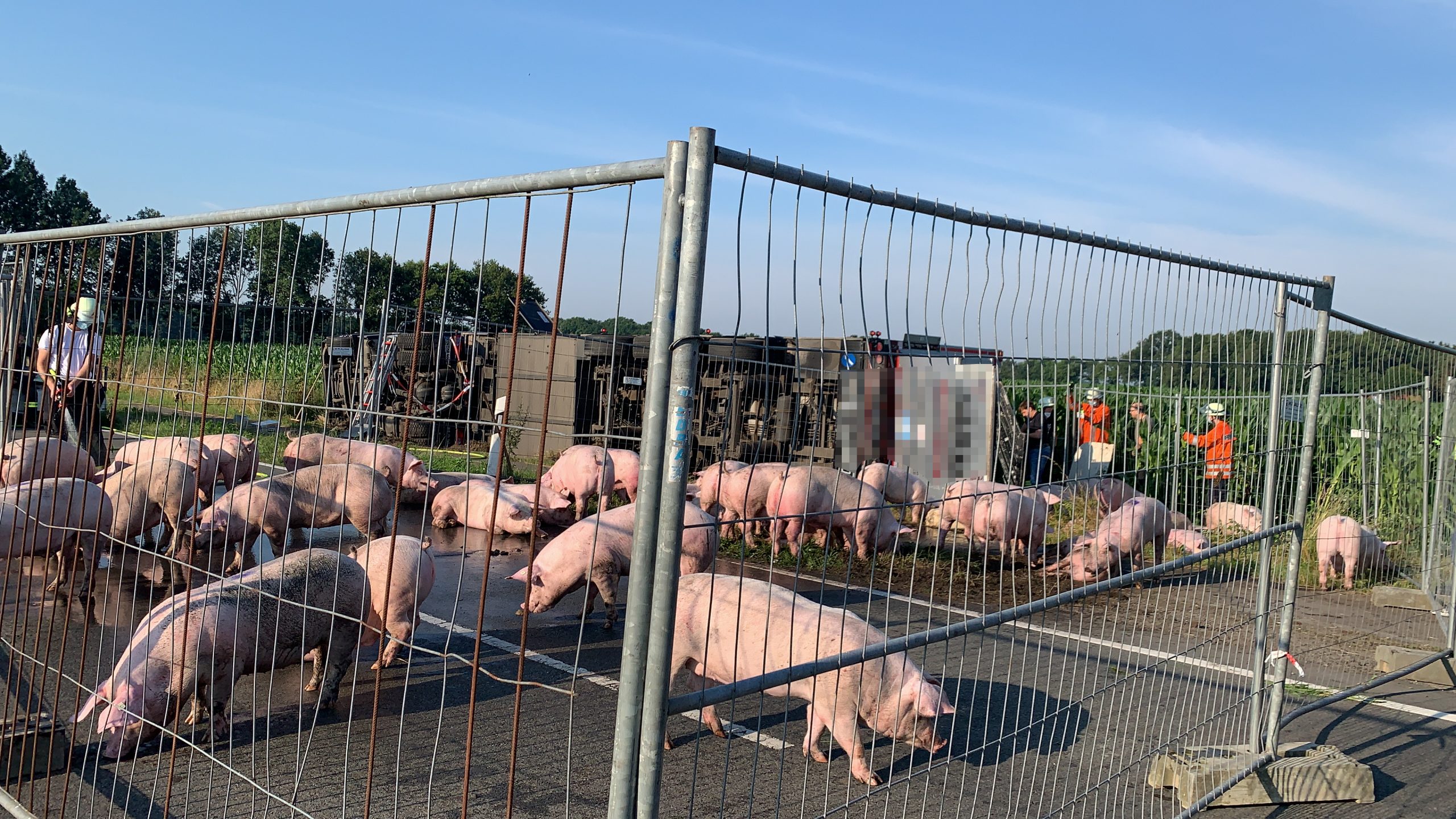 Schweinelaster in Vierden verunfallt