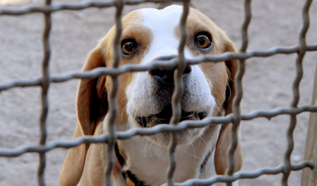 Hamburg: Beagle wurden im LPT-Labor für Tierversuche missbraucht.