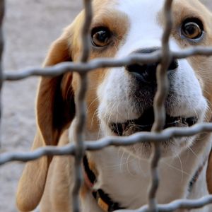 Hamburg: Beagle wurden im LPT-Labor für Tierversuche missbraucht.