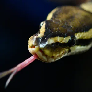 Python