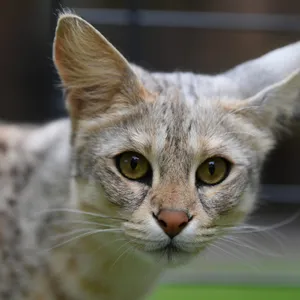 Katze