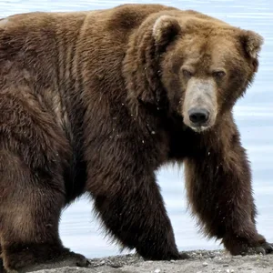 Ein Braunbär (Symbolbild)