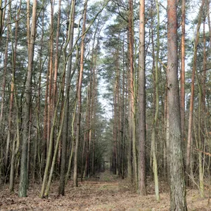 Wald