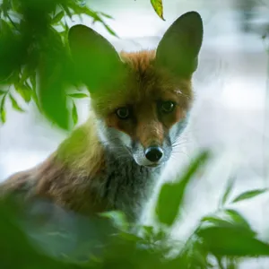 Fuchs