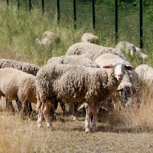 Schafe auf Wiese