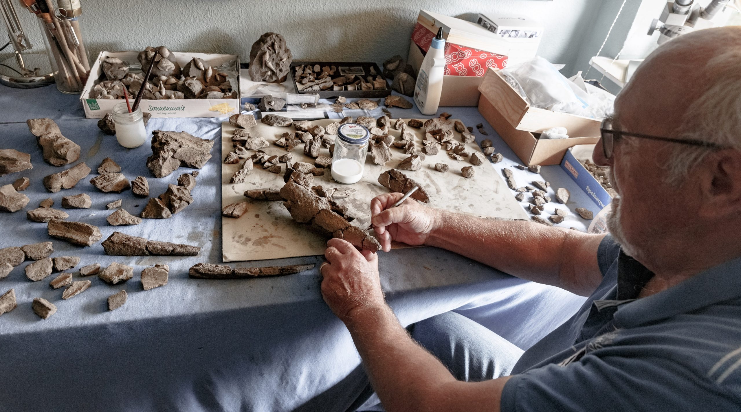 Grabungsleiter Gerhard Höpfner präpariert Knochenfragmente eines 11 Millionen Jahre alten Urzeitwals aus der Tongrube Pampau.