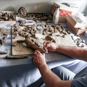 Grabungsleiter Gerhard Höpfner präpariert Knochenfragmente eines 11 Millionen Jahre alten Urzeitwals aus der Tongrube Pampau.