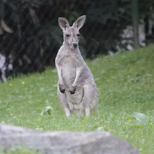 Das rote Riesenkänguru Jungtier Emil steht auf einer Grünfläche im Tierpark Hagenbeck.