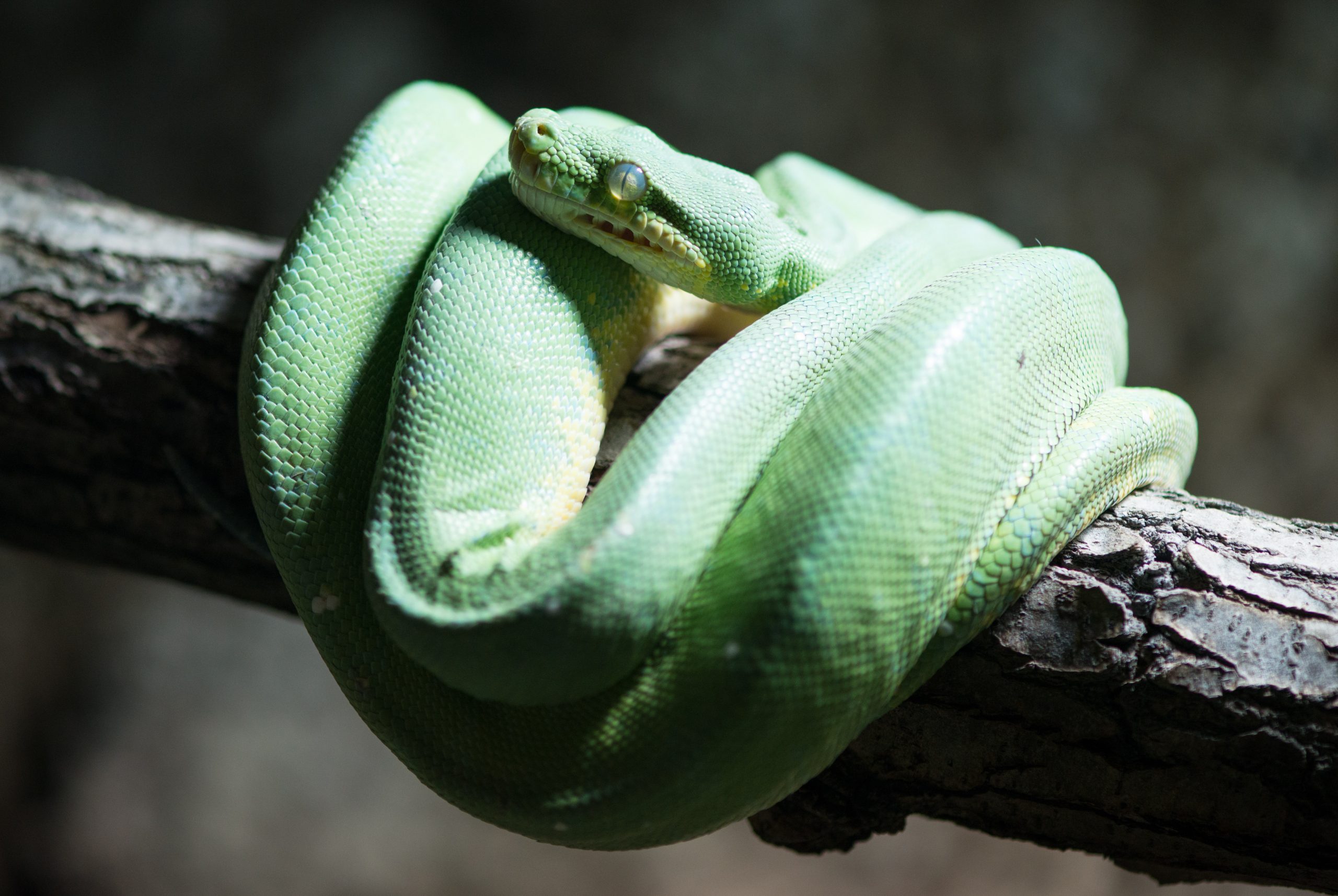 Eine grüne Python-Schlange (Symbolbild)