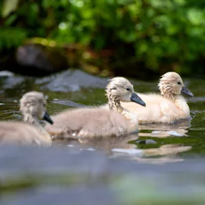 Hamburg: Die kleinen Schwanen-Kinder brauchen in den nächsten Wochen gutes Wetter mit wenig Regen.