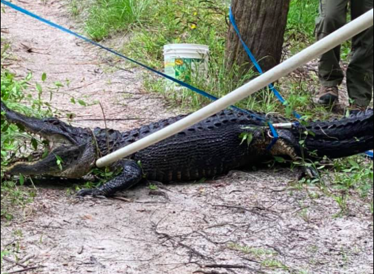 Der Alligator wurde nach dem Vorfall eingefangen und festgebunden.