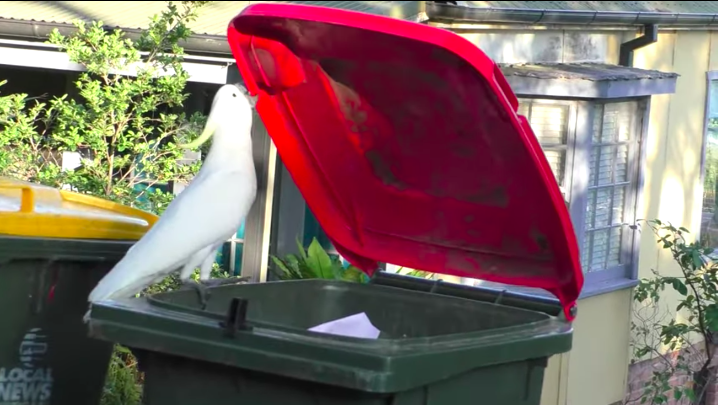 Ein Kakadu öffnet eine Mülltonne mithilfe seines Schnabels.