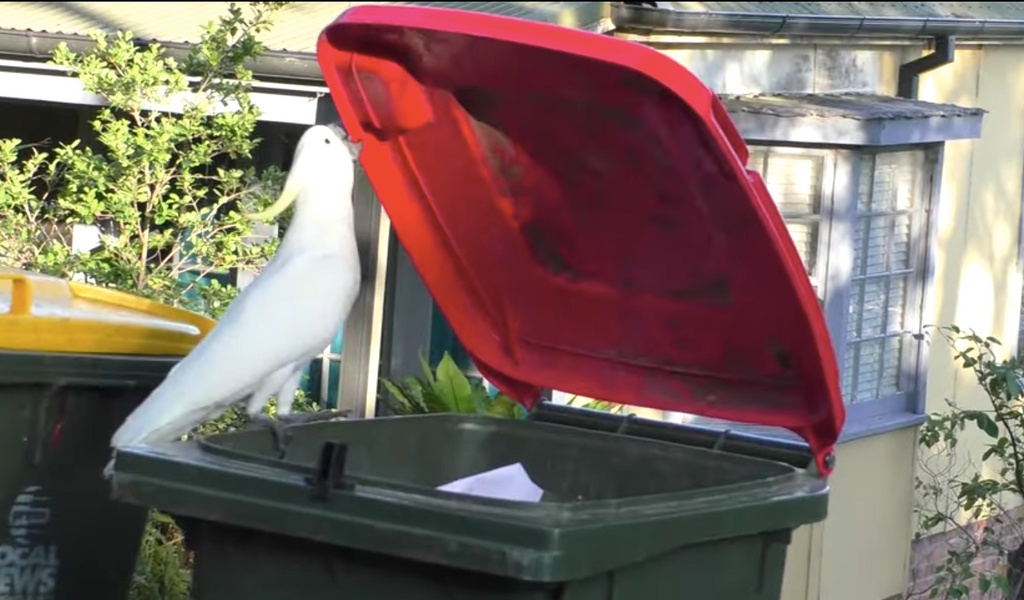 Ein Kakadu öffnet eine Mülltonne mithilfe seines Schnabels.